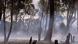 Smoke hangs in the air behind large trees Smoke hangs in the air behind large trees