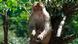 macaco rhesus em uma árvore