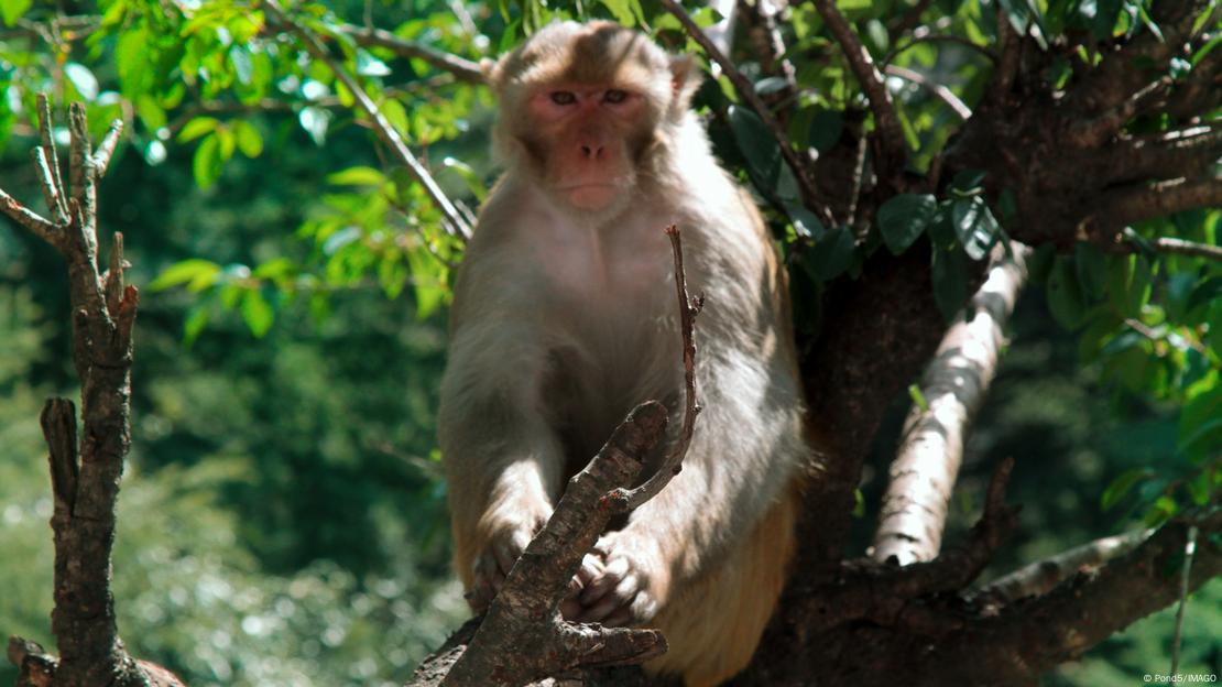 macaco rhesus em uma árvore