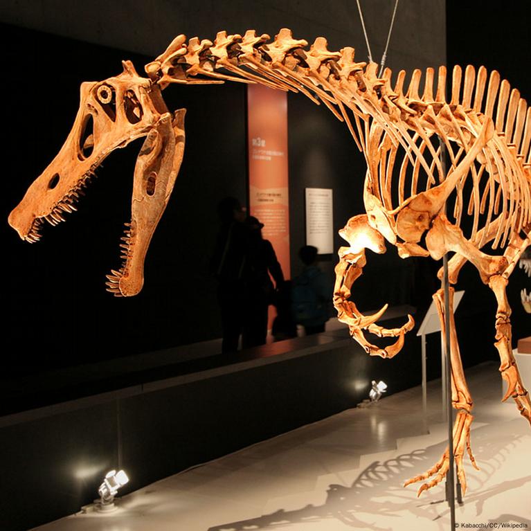 Fóssil de dinossauro de 110 milhões de anos, contrabandeado para