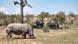 Four white rhinos at Kruger National park in South Africa