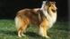 Collie Hund Collie Hund