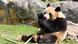 Panda Yuan Meng Frankreich China Panda Yuan Meng Frankreich China