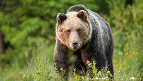 Keine Gnade für Problembären in der Slowakei