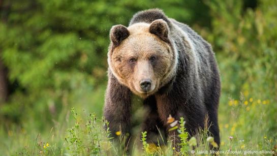 Bear attacks shake up election season in Slovakia – DW – 08/06/2023