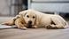 Cachorro sentado no chão de uma sala de estar Cachorro sentado no chão de uma sala de estar