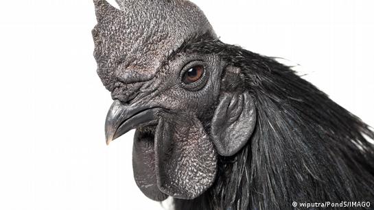 "Gallinas góticas": estos pollos tienen todo de color negro