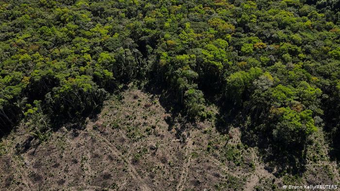 A iniciativa que pretende replantar 500 mil km² da Amazônia