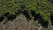 Trecho de floresta preservada ao lado de trecho desmatado Trecho de floresta preservada ao lado de trecho desmatado