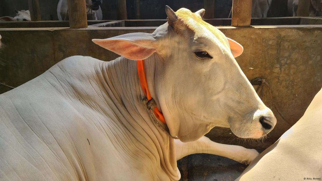 দেশে মূলত চারটি স্থানীয় জাতের গরু পাওয়া যায়। উত্তরবঙ্গে নর্থ বেঙ্গল গ্রে ক্যাটল, পাবনায় জার্সি, মুন্সিগঞ্জে মীরকাদিম ও চট্টগ্রামে রেড ক্যাটল গরু। দেশে মূলত চারটি স্থানীয় জাতের গরু পাওয়া যায়। উত্তরবঙ্গে নর্থ বেঙ্গল গ্রে ক্যাটল, পাবনায় জার্সি, মুন্সিগঞ্জে মীরকাদিম ও চট্টগ্রামে রেড ক্যাটল গরু।