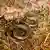 Serpiente Tachymenoides harrisonfordi en color café y negro repta sobre sobre el terreno