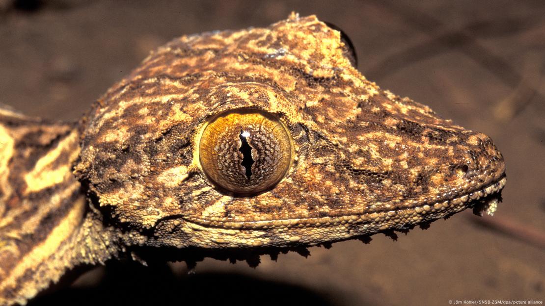 El geco de cola de hoja se parecía mucho a una especie ya conocida por la ciencia como "Uroplatus henkeli". El geco de cola de hoja se parecía mucho a una especie ya conocida por la ciencia como "Uroplatus henkeli".