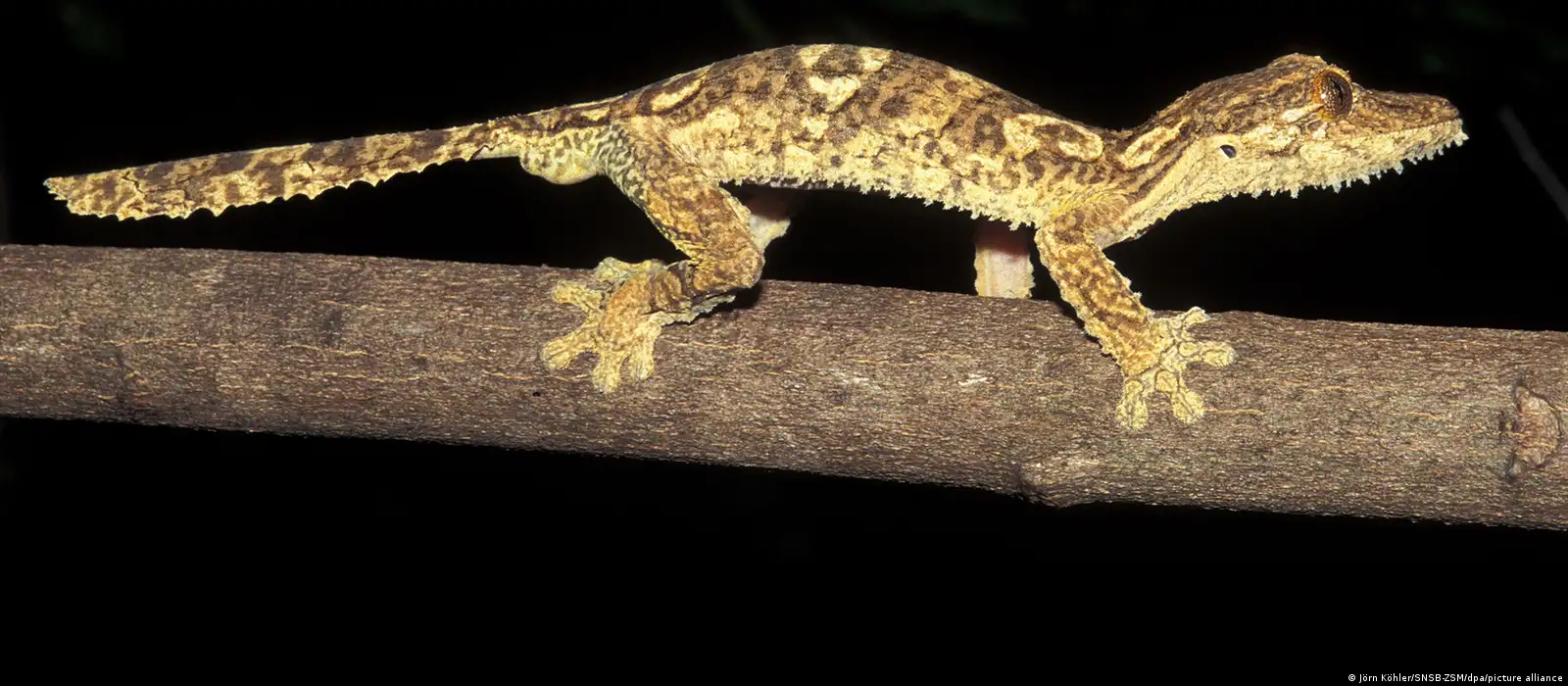 Madagascar: Leaf-tailed gecko confirmed 'previously unknown' – DW