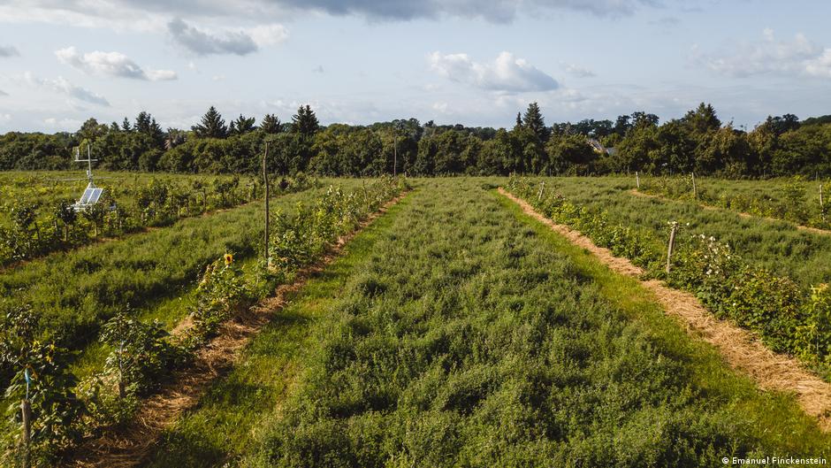 Landwirtschaft: Anpassung an Klimawandel – DW – 15.09.2023