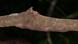 Los gecos de cola de hoja son maestros del disfraz, y el "Uroplatus garamaso" es uno de los mejores. Aquí, el gecko se esconde en el lado derecho del tronco del árbol. Los gecos de cola de hoja son maestros del disfraz, y el "Uroplatus garamaso" es uno de los mejores. Aquí, el gecko se esconde en el lado derecho del tronco del árbol.