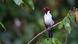 A red-capped cardinal in Ecuador A red-capped cardinal in Ecuador