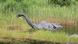 Ein dinosaurierähnliches Tier im Gras am Ufer eines Sees Ein dinosaurierähnliches Tier im Gras am Ufer eines Sees