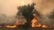 Flames burn a tree as a wildfire rages in Alexandroupolis, on the region of Evros, Greece, August 22, 2023. Flames burn a tree as a wildfire rages in Alexandroupolis, on the region of Evros, Greece, August 22, 2023.