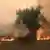 Yunanistan Dedeağaç'ta orman yangını