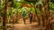 Two men make their way through banana plants in one of the giant greenhouse in Morocco