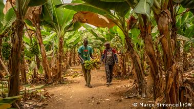Two men make their way through banana plants in one of the giant greenhouse in Morocco
