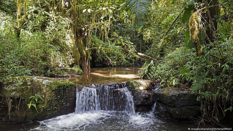Why are forests so important? – DW – 04/04/2024 - Vimarsana News