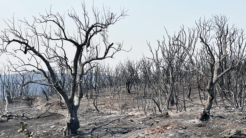 greece-can-it-contain-largest-wildfire-ever-recorded-in-eu-dw-08