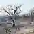 Verbrannte schwarze Baumstümpfe stehen in einer trostlosen Landschaft