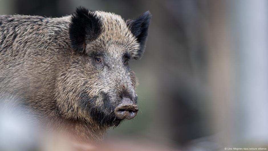 Radioaktivität: Darum sind Wildschweine verstrahlt
Top-Thema
Weitere Themen