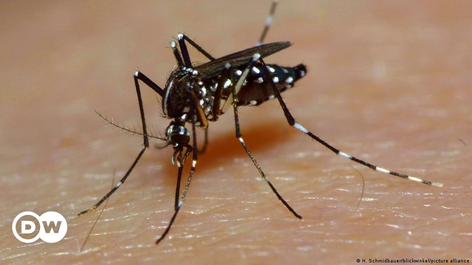 Modifizierte Mücken aus dem Labor reduzieren Dengue-Fälle