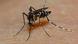 Aedes aegypti mosquito Aedes aegypti mosquito