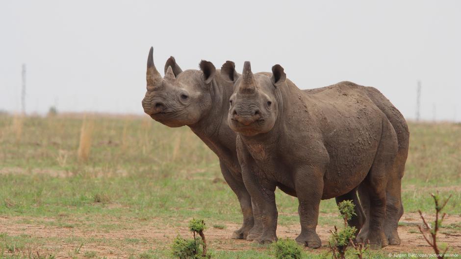Scientists test radioactive method to save rhinos – DW – 07/18/2024