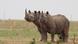 Dos rinocerontes en Sudáfrica. Dos rinocerontes en Sudáfrica.