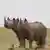 Dos rinocerontes en Sudáfrica.