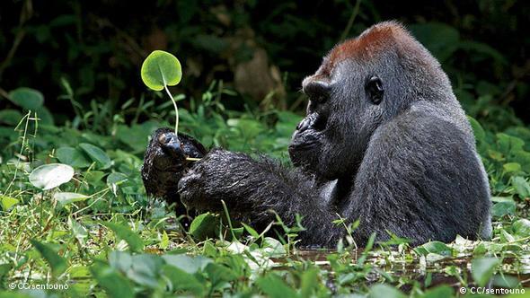 Gorilla in einer Wiese (Foto: CC/sentouno)