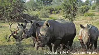 Nashörner in Südafrika