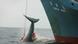 A Japanese ship pulling in a whale, tail first A Japanese ship pulling in a whale, tail first