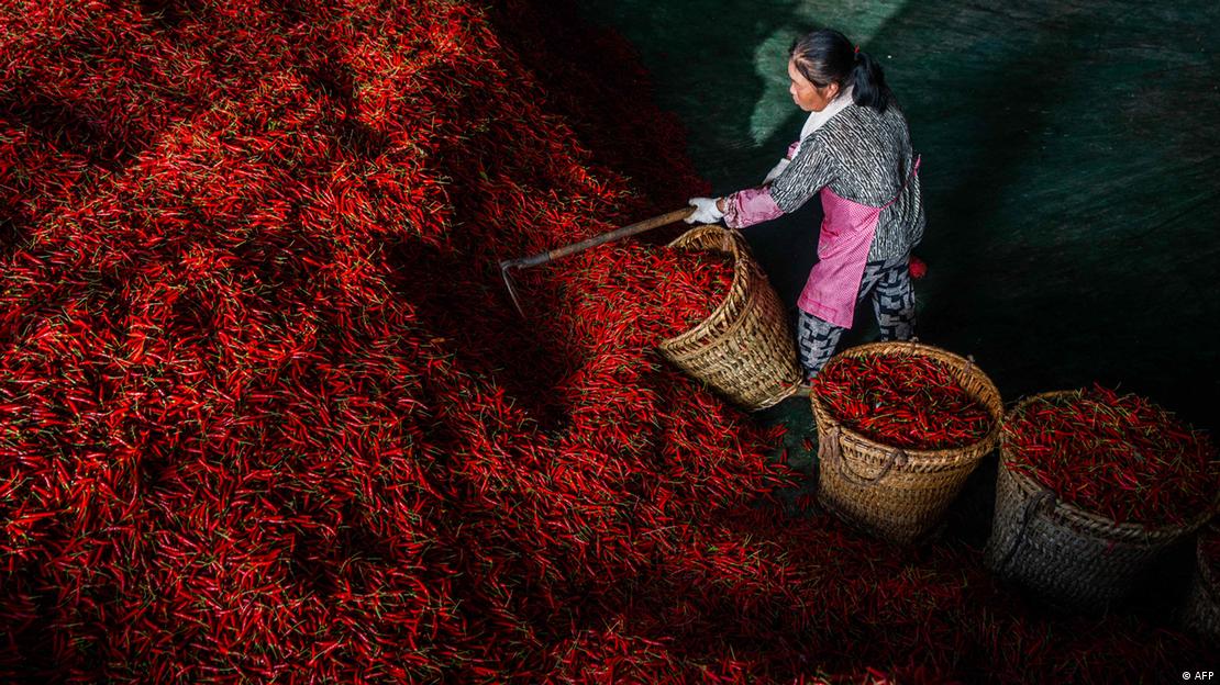 Una trabajadora empaca chiles en canastas en una fábrica de secado de chiles en la ciudad de Bijie, en la provincia suroccidental de Guizhou, China.