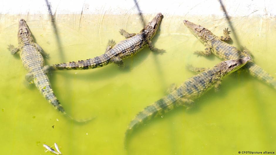 Chinese city hunts for dozens of crocodiles – DW – 09/12/2023 - Vimarsana News
