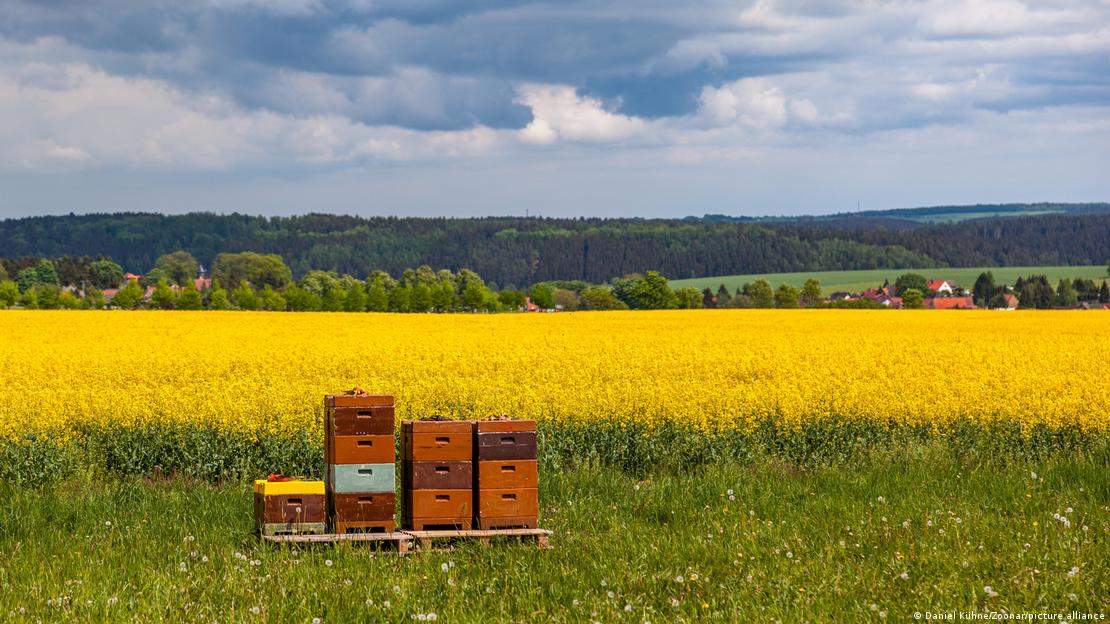 Un campo con flores amarrillas y panales de abejas.