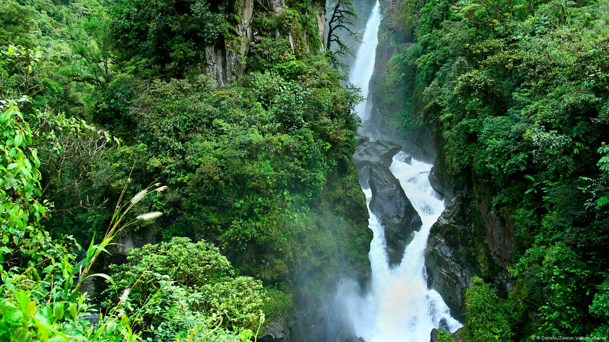 Ecuador protege otras 65.000 hectáreas de bosques nativos – DW – 14/09/2023