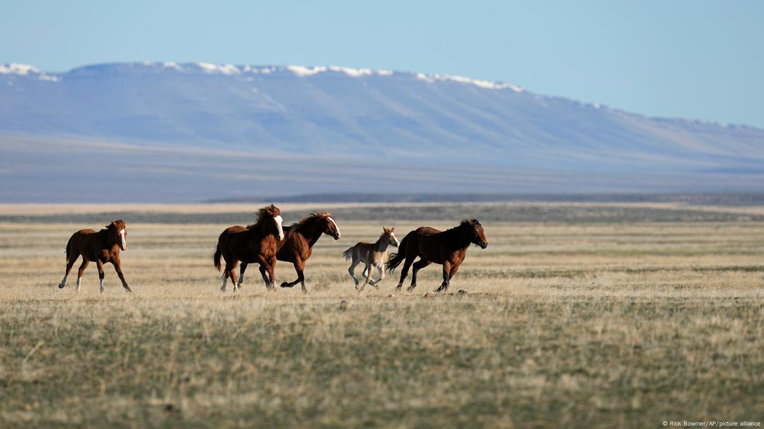 Caballos galopan delante del volcán McDermitt