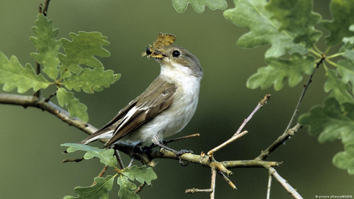Dramatic decline in German insects and birds