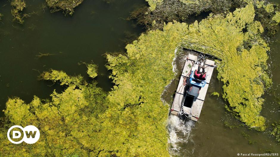 Bild des Tages: Algen im Kanal