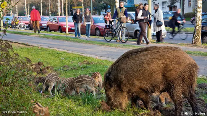 Wildschweine in Berlin (Foto: Florian Möllers)