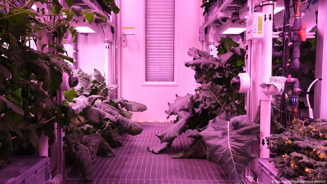 Legumbres cultivadas en el invernadero espacial que funciona sin luz natural