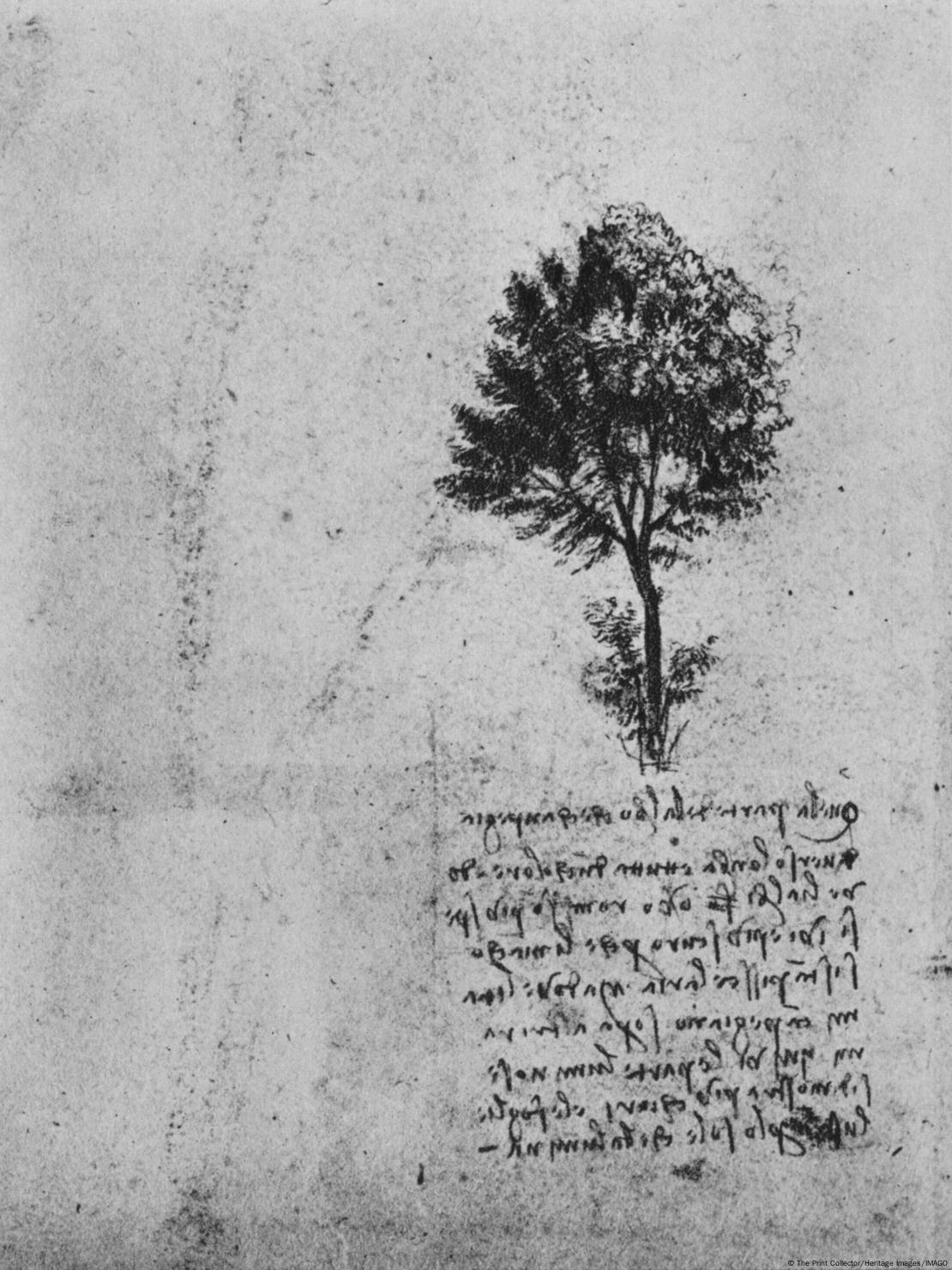 No es la primera vez que la "regla de los árboles" de da Vinci se pone en duda o se revisa a partir de mediciones modernas. No es la primera vez que la "regla de los árboles" de da Vinci se pone en duda o se revisa a partir de mediciones modernas.