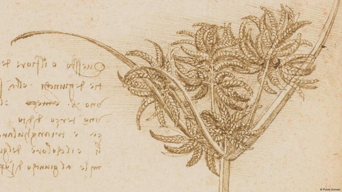 Los investigadores sugirieron que Leonardo da Vinci anticipó conceptos de epigenética al estudiar cómo la dieta y el comportamiento de los padres influían en la descendencia.