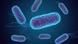 Imagen de una bacteria E. coli bajo el microscopio. Imagen de una bacteria E. coli bajo el microscopio.