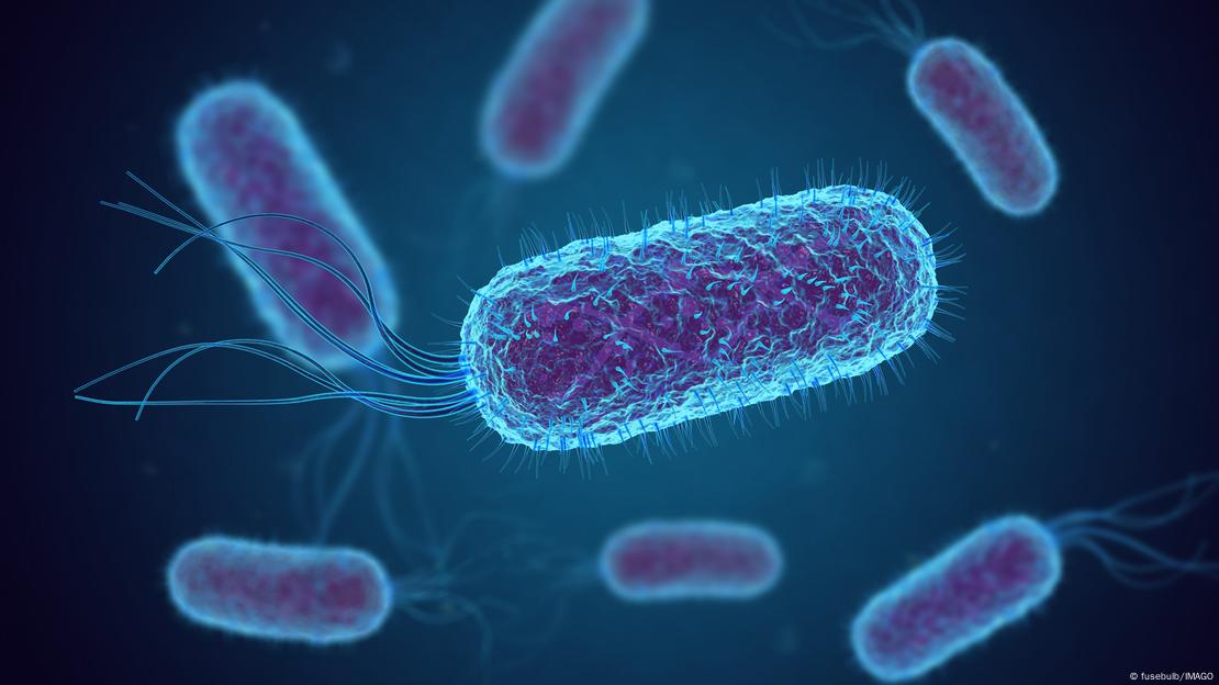 Τα βακτήρια Escherichia Coli